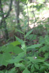 Artemisia stolonifera