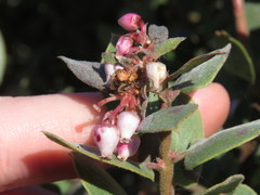Arctostaphylos morroensis