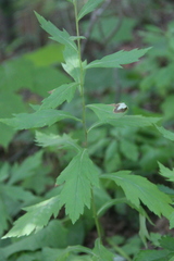 Artemisia stolonifera
