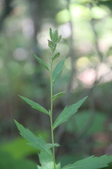 Artemisia stolonifera