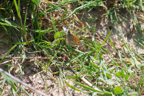 Coenonympha pamphilus