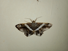 Chiasmia nora
