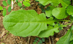 Youngia japonica