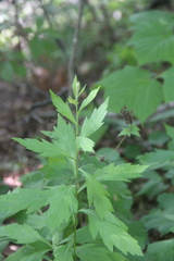 Artemisia stolonifera