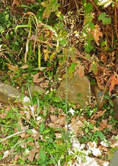 Youngia japonica