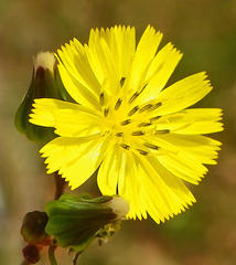 Youngia japonica