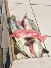 Callorhinchus callorynchus