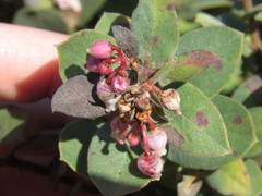 Arctostaphylos morroensis