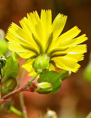 Youngia japonica
