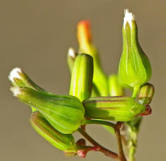 Youngia japonica
