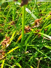 Schoenoplectus triqueter