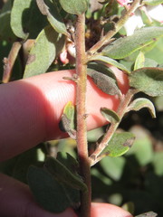 Arctostaphylos morroensis