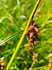 Schoenoplectus triqueter