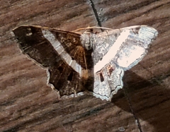 Chiasmia nora