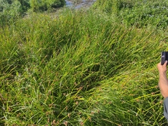 Schoenoplectus triqueter