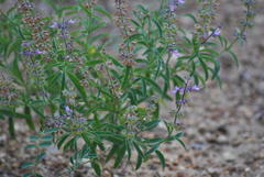 Syncolostemon canescens