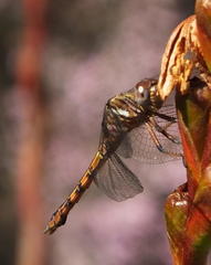 Orthetrum caffrum