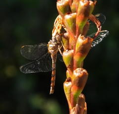 Orthetrum caffrum