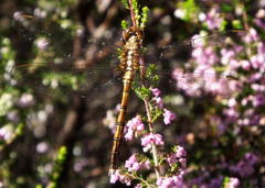 Orthetrum caffrum