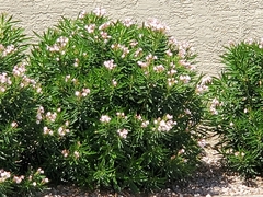 Nerium oleander