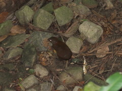 Hypsiprymnodon moschatus