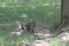 Sciurus carolinensis