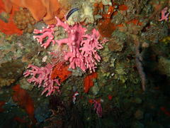 Stylaster nobilis