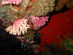Stylaster nobilis