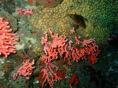Stylaster nobilis