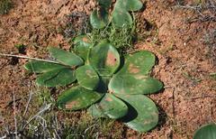 Brunsvigia bosmaniae
