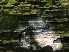 Plethodon cylindraceus