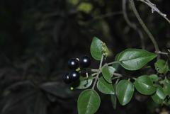 Jasminum fluminense fluminense