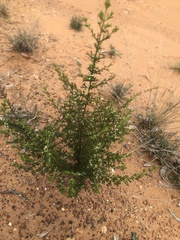 Cyanothamnus occidentalis