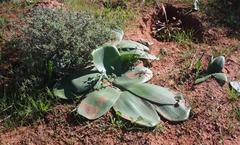Brunsvigia bosmaniae