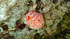 Aplidium elegans