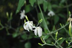 Jasminum fluminense fluminense