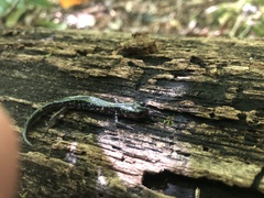 Plethodon cylindraceus