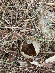 Amphibolips quercusinanis