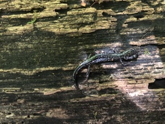Plethodon cylindraceus