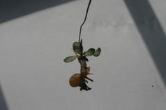 Disa bifida
