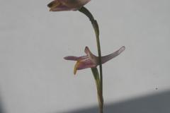 Disa bifida