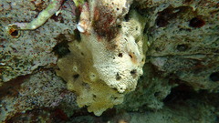 Irciniidae