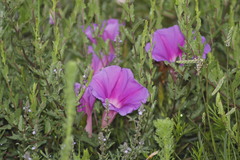 Ipomoea stans