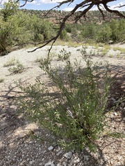 Brickellia brachyphylla