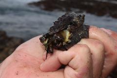Haliotis spadicea