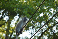 Chlorocebus pygerythrus
