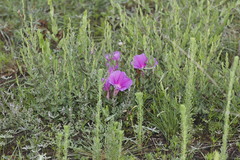 Ipomoea stans