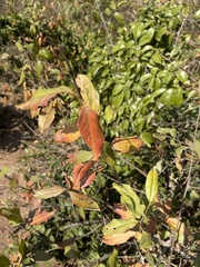 Combretum celastroides