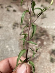 Brickellia brachyphylla