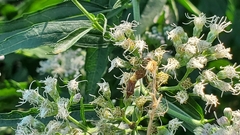 Harmostes fraterculus